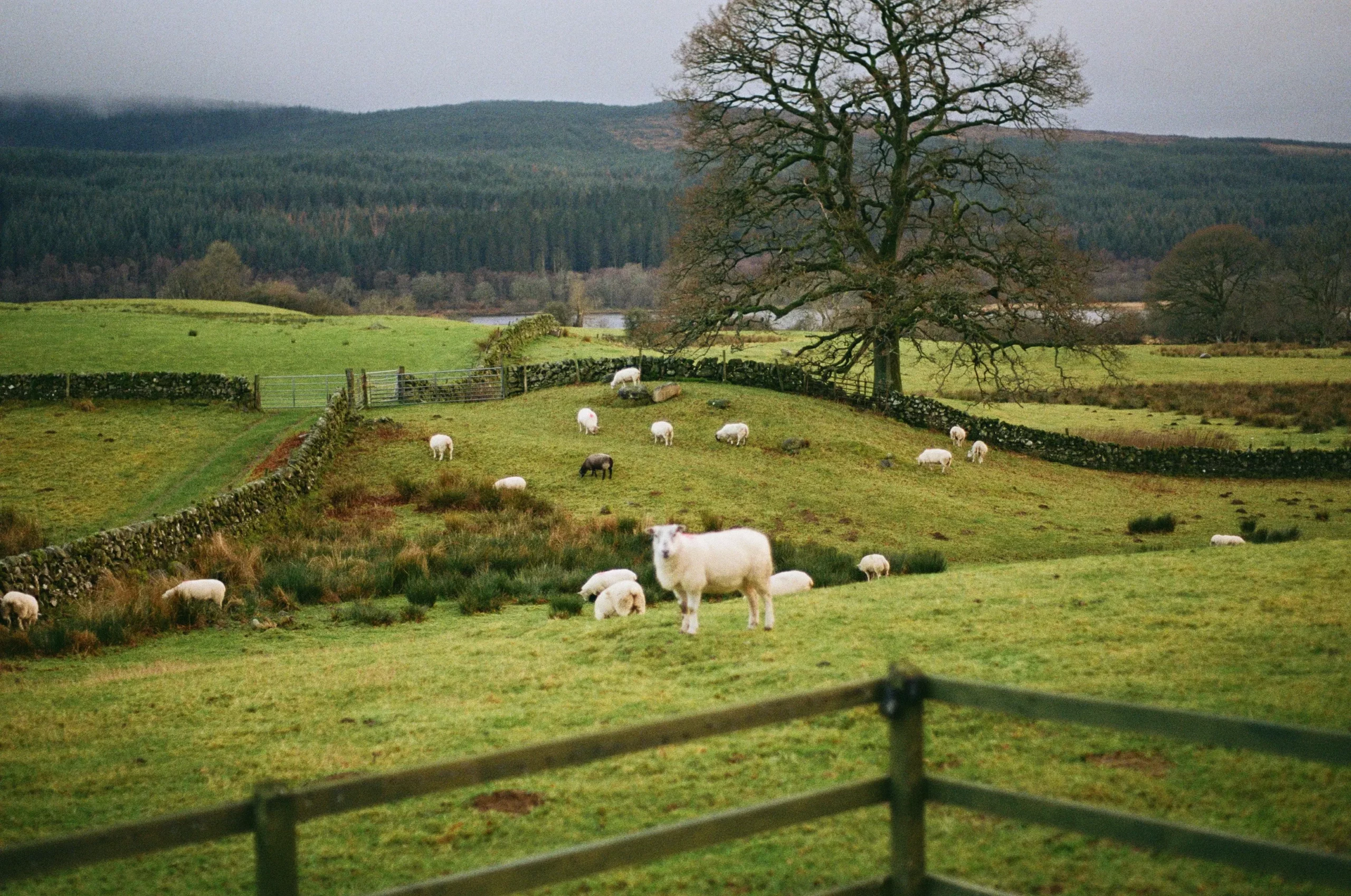 sheep on a field in Dumfries and Galloway